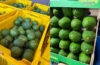 “Demand for Tanzanian avocados is so high that exporters can’t keep up”