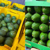 “Demand for Tanzanian avocados is so high that exporters can’t keep up”