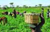 PIND, council to expand seeds access for Niger Delta farmers