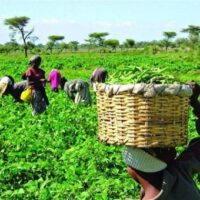 PIND, council to expand seeds access for Niger Delta farmers