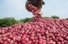 Nigerian onion prices rise over 200% in Lagos