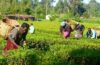 FAO, WFP, IFAD demand greater investment in Nigerian women farmers