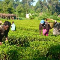 FAO, WFP, IFAD demand greater investment in Nigerian women farmers