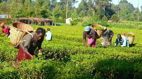 FAO, WFP, IFAD demand greater investment in Nigerian women farmers
